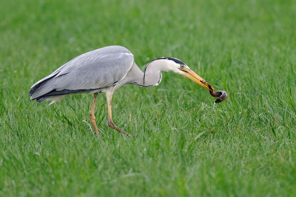 De natuurfoto in kwestie, een blauwe reiger met grote modderkruiper als prooi (foto: Marcel van de Kerkhof)