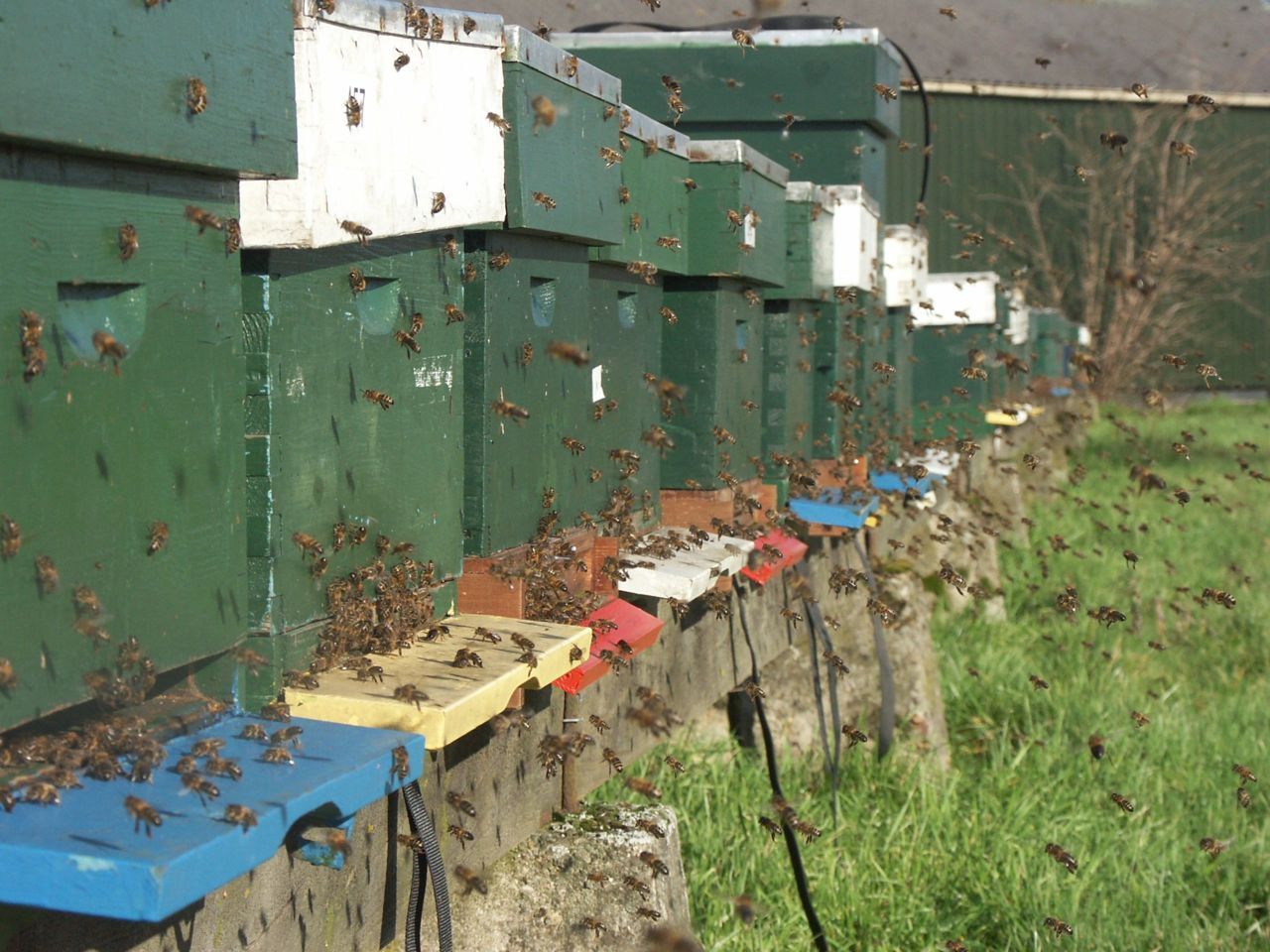 Reinigingsvlucht honingbijen (foto: Bram Cornelissen)