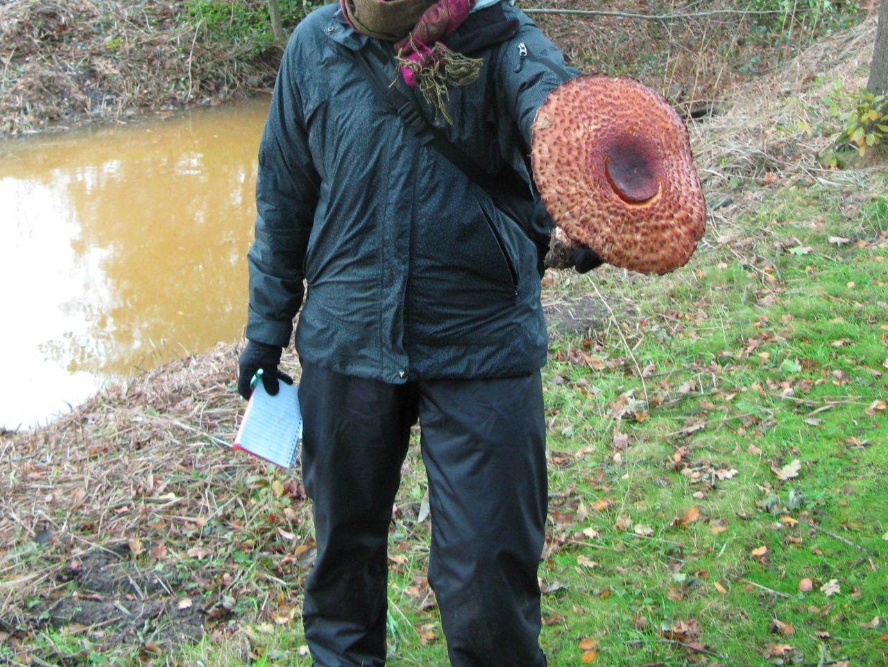 Reuzenchampignon (foto: Martijn Oud)