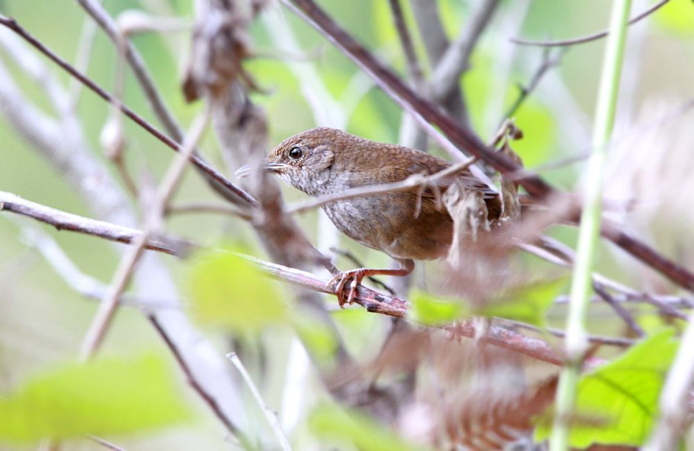 De Timorese boszanger is door zijn verborgen levenswijze uiterst moeilijk waar te nemen . Enkele maanden geleden werd de soort voor het eerst gefotografeerd (Foto: © Rob Hutchinson / Birdtour Asia).