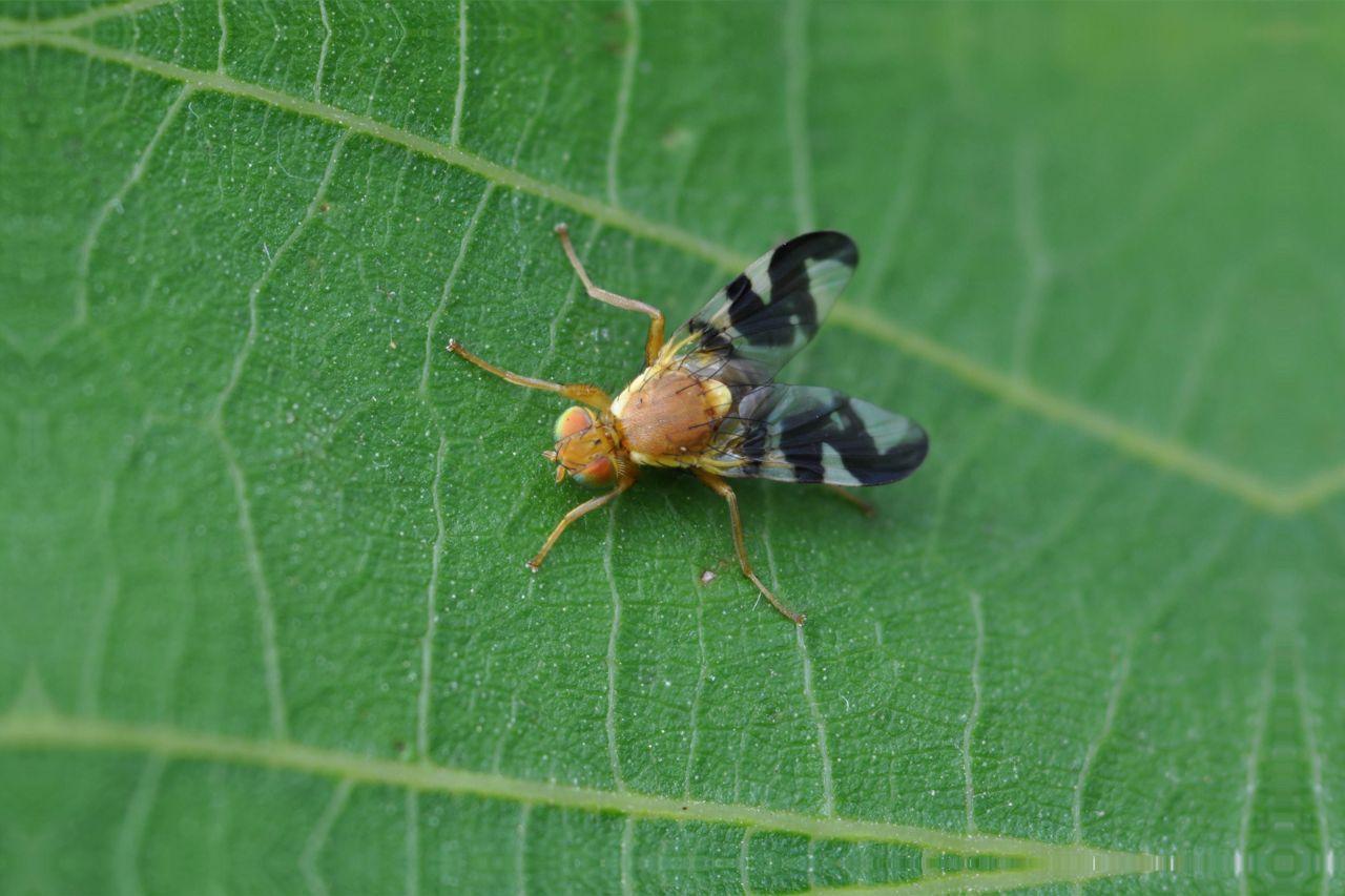 Walnootboorvlieg Rhagoletis suavis (foto: Marko Riedel)