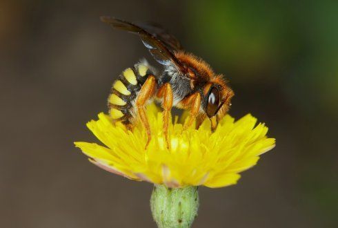 Vliesvleugelig insect Rhodanthidium sticticum (foto: Nico Vereecken)