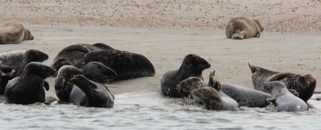 Gewone en grijze zeehonden (Foto: Richard Witte van den Bosch)