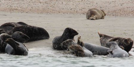 Grijze zeehonden (foto: Richard Witte)