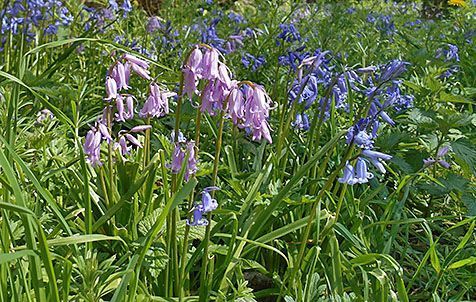 Wilde hyacinten kunnen zowel blauw, roze als wit zijn (foto: Ria Wagemaker)