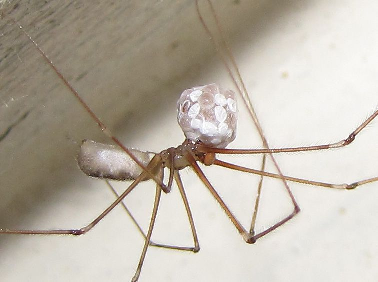 Het bewuste mannetje Grote trilspin (Pholcus phalangioides) met eicocon (Foto: Richard Louvigny, ARABEL-beeldbank)