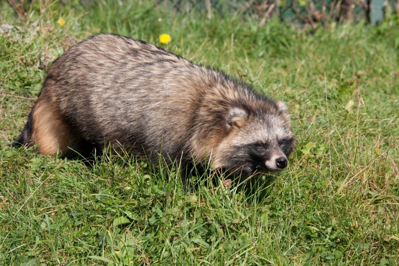 Wasbeerhond (foto: Richard Witte)