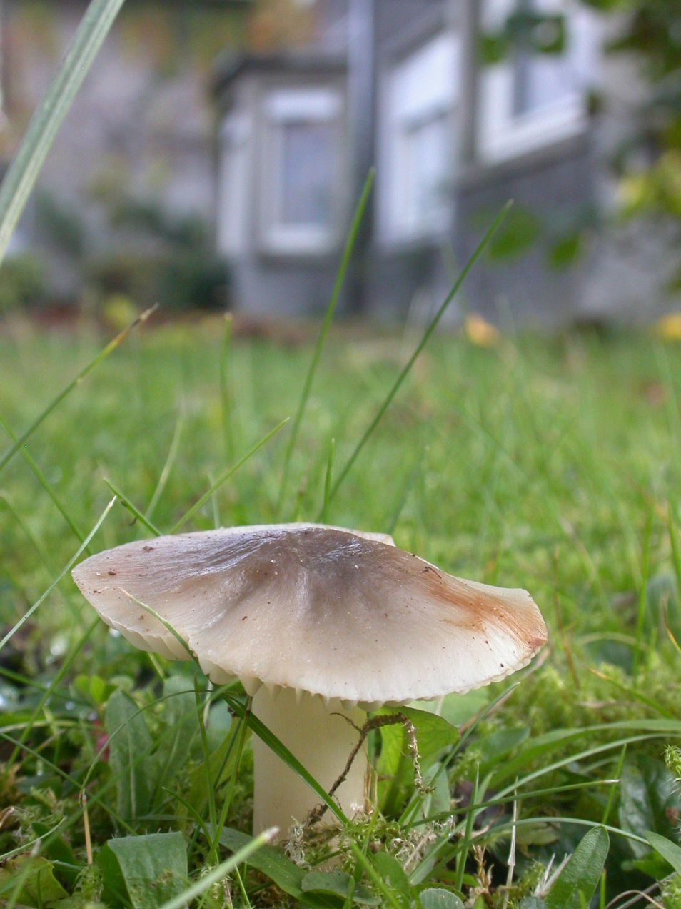 Ridderwasplaat in voortuin (Foto: Wim Veraghtert)