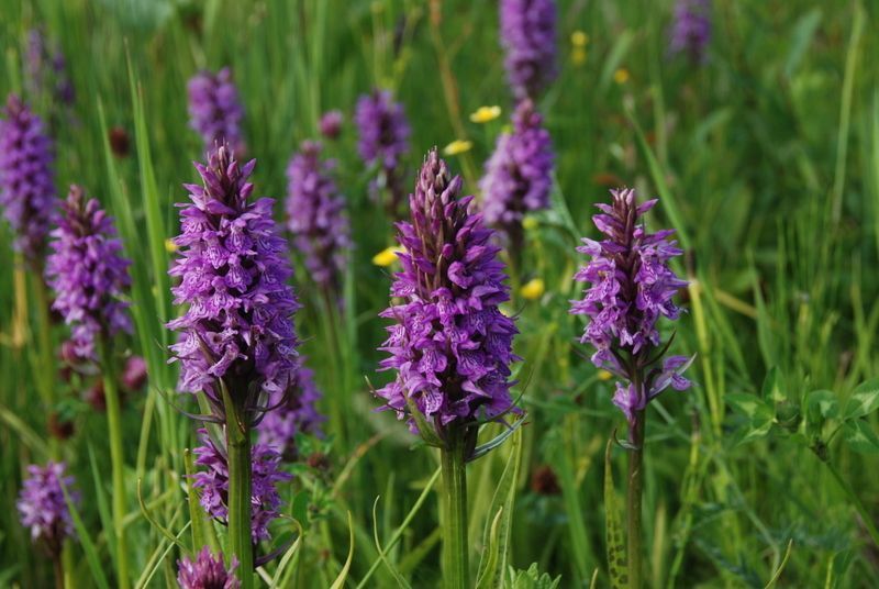 Rietorchis (foto: Wout van der Slikke)