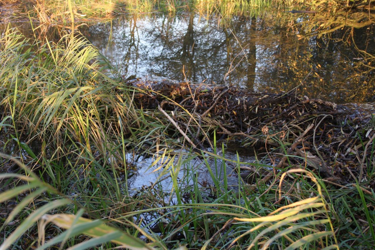 Beverdam (foto: Gerrit Kolenbrander)