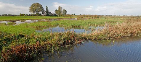 Leefgebied van de grote modderkruiper in de Rijnstrangen. Op deze locatie was met traditionele methoden voorheen slechts 1 juveniele grote modderkruiper gevangen. Met environmental DNA werd de soort er zonder problemen aangetoond (foto: Jelger Herder)