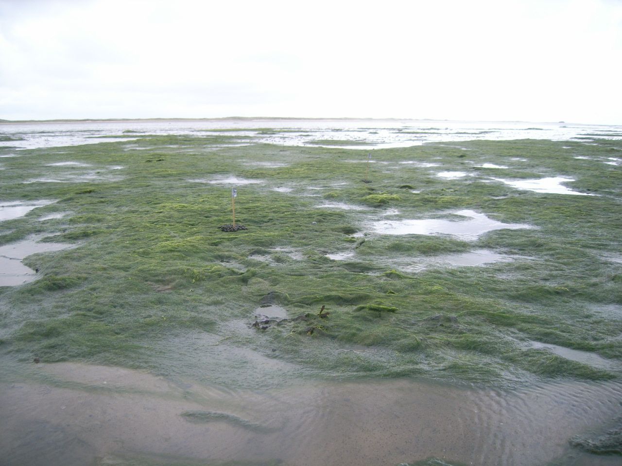 Darmwieren op een getijdeplaat op Sylt, Duitsland (foto: Ellen Weerman)