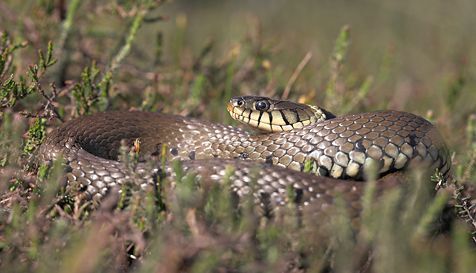 Vrouwtjes Ringslang leggen hun eieren in broeihopen met een constante temperatuur tussen 25 en 30 °C (foto: Jelger Herder)