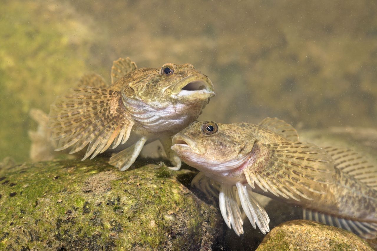 Rivierdonderpadden (foto: Jelger Herder)