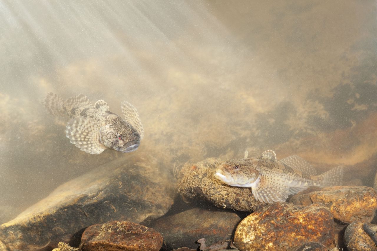 Rivierdonderpadden (foto: Jelger Herder)