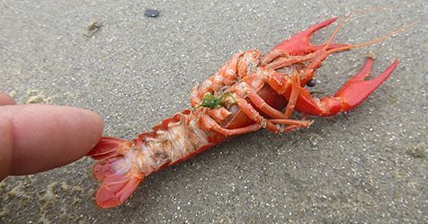 Rivierkreeft op Vlieland (foto: Folkert Janssens)