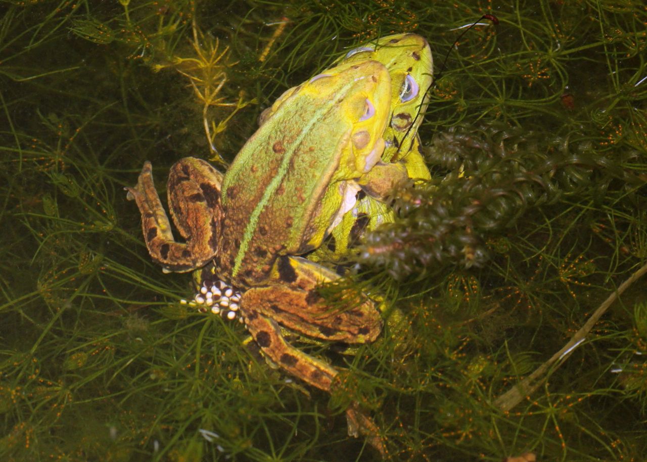 Amplex (mannetje en vrouwtje in paarhouding) en eiafzet bastaardkikkervrouwtje met poelkikkermannetje (foto: Pieter van Breugel)