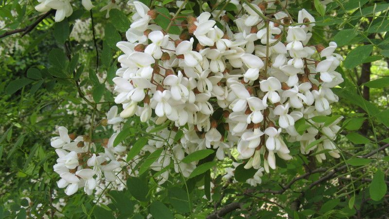 Bloeiende Robinia (Foto: Louisa Sebreghts)