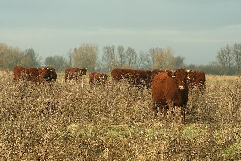 Kudde Rode Geuzen (foto: Tanja de Bode)