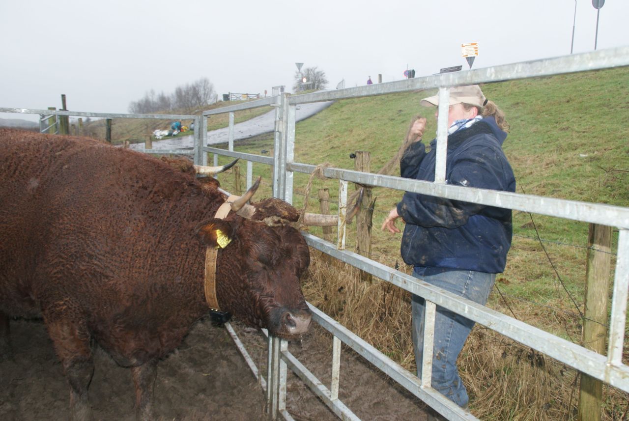 Rode Geus met GPS kraag (foto: Margje Voeten) 