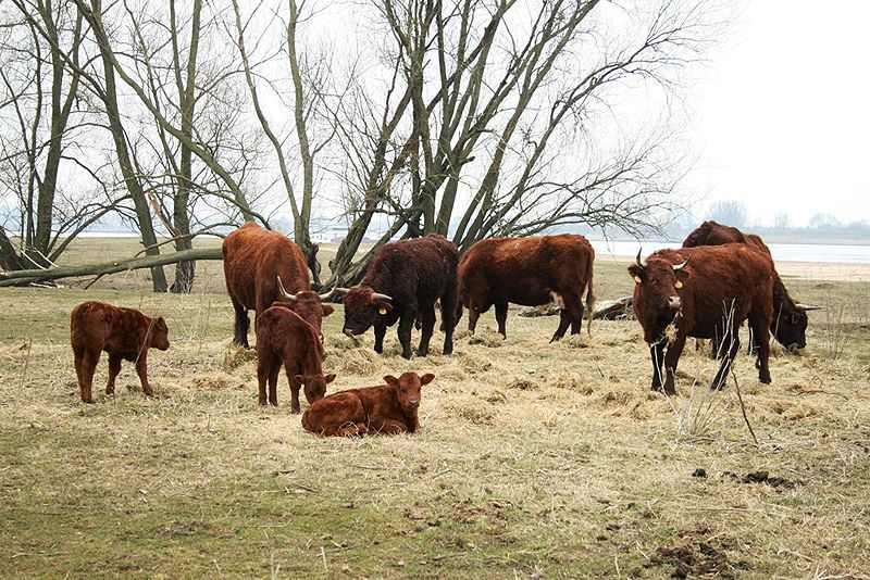 Bijvoeren Rode Geuzen in het Munnikenland (foto: Tanja de Bode)