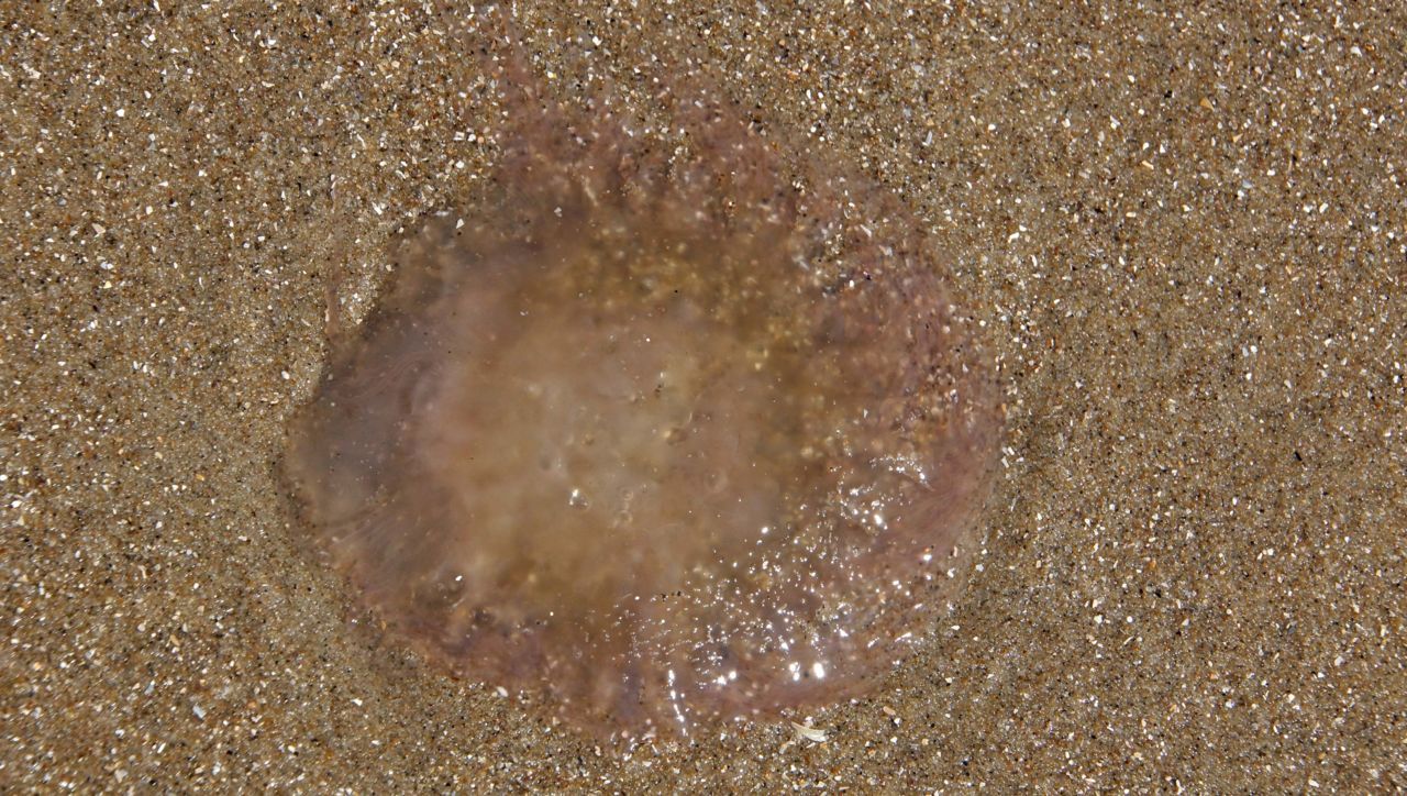 Rode haarkwal op het strand (foto: Foto Fitis, Sytske Dijksen)