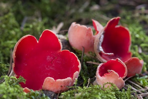 De Rode kelkzwam tekent prachtig af op een groen bemoste tak (foto: Jef Verkens)