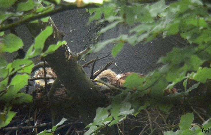 Er werden minimaal twee jongen gezien op het nest (Foto: Ingrid Nel)