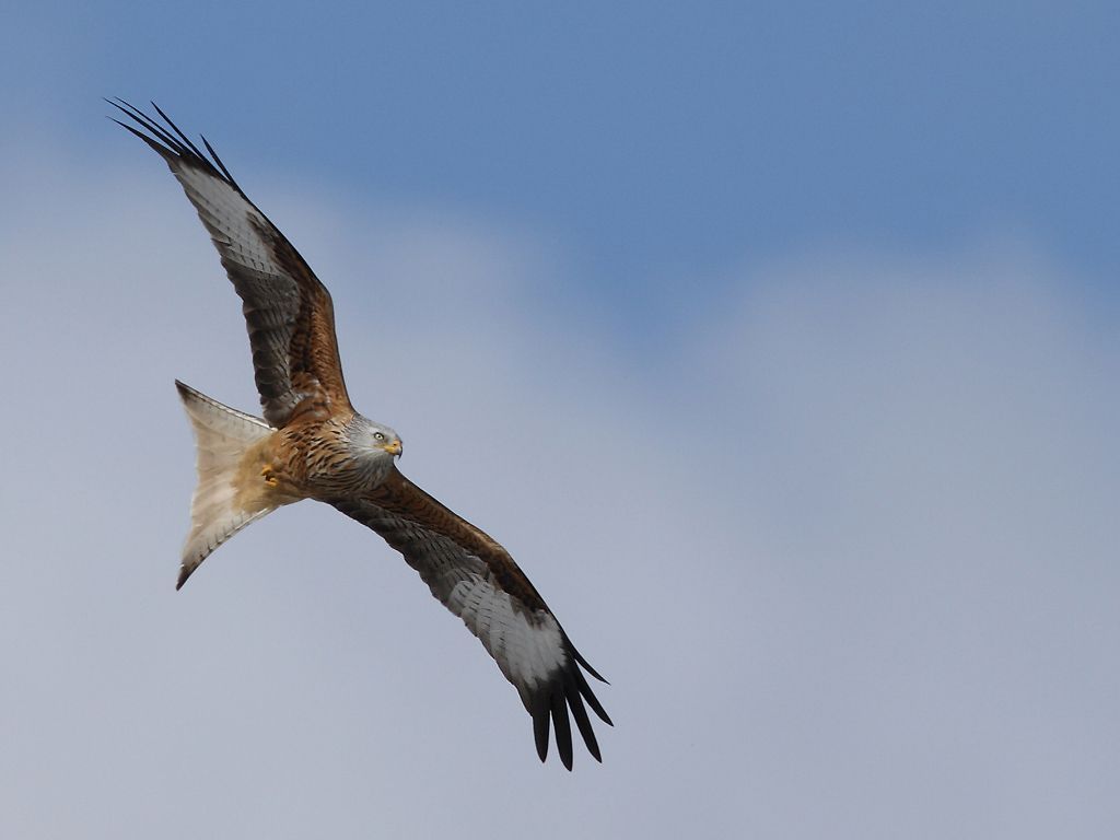 Rode Wouw, broedvogel van de Oostkantons en doortrekker op de Maatheide (Foto: Raymond De Smet)