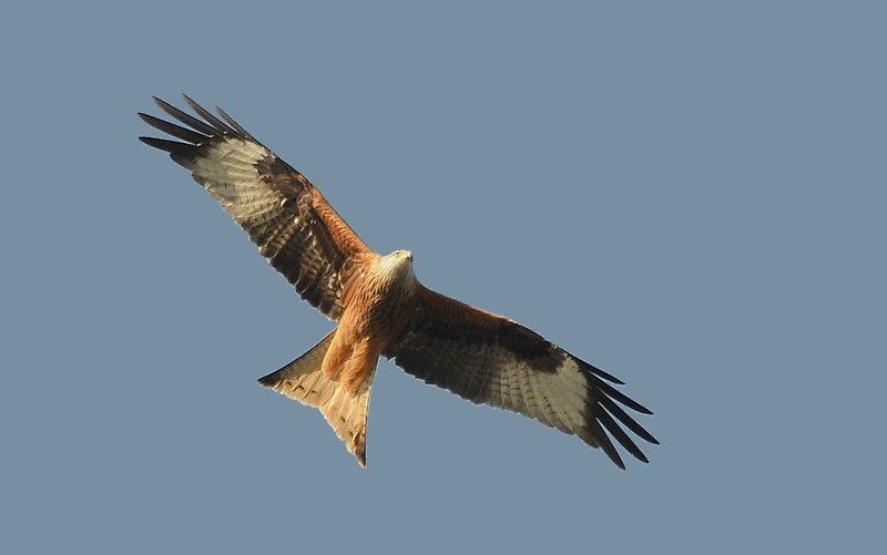 Een overtrekkende Rode Wouw toont de kenmerkende gevorkte staart, oranjebruine kleur en de witte vlekken in de vleugels (Foto: Dieder Plu)