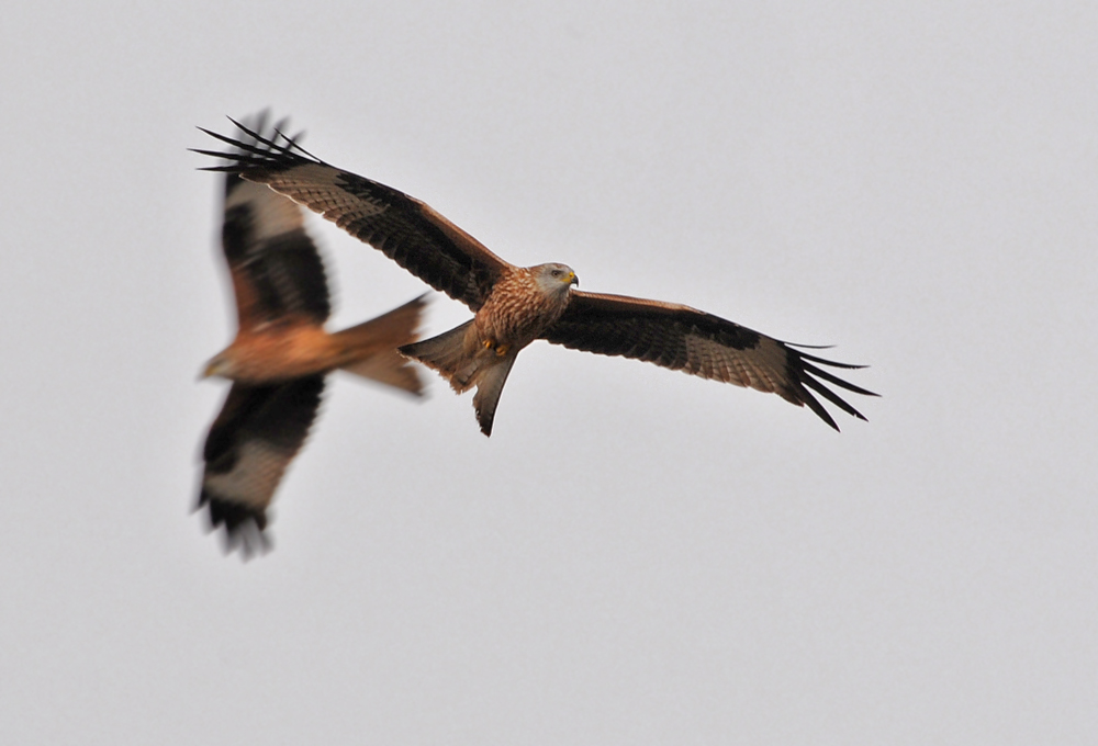 Naast een recordaantal van 644 Buizerden passeerden op 15 oktober j.l. ook 15 Rode Wouwen over de Maatheide (foto Lex Peeters)