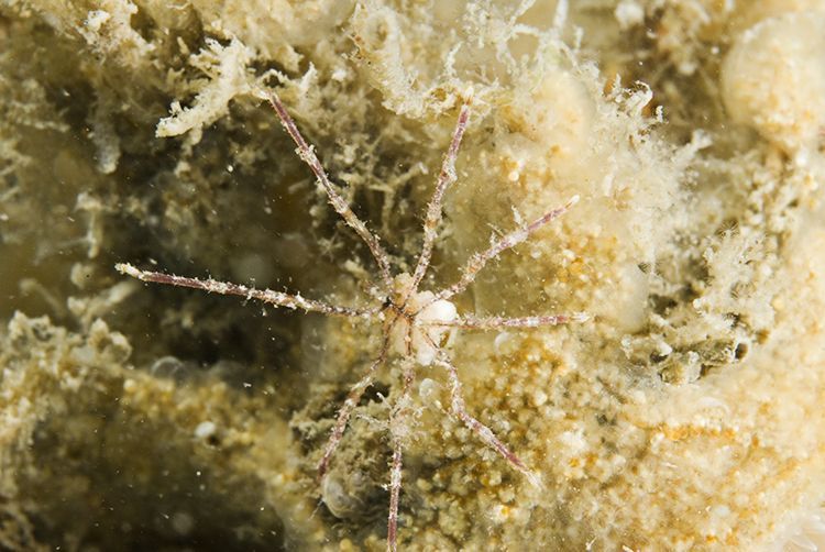 Autochtone Rode zeespin, mannetje met eierzakjes, Oosterschelde (foto: Peter H van Bragt)