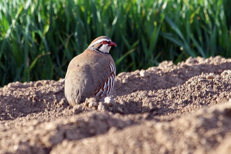 Zowat de helft van de patrijzenkuikens die behandelde zaden eten, sterven eraan (foto: Philippe Vanmeerbeeck).