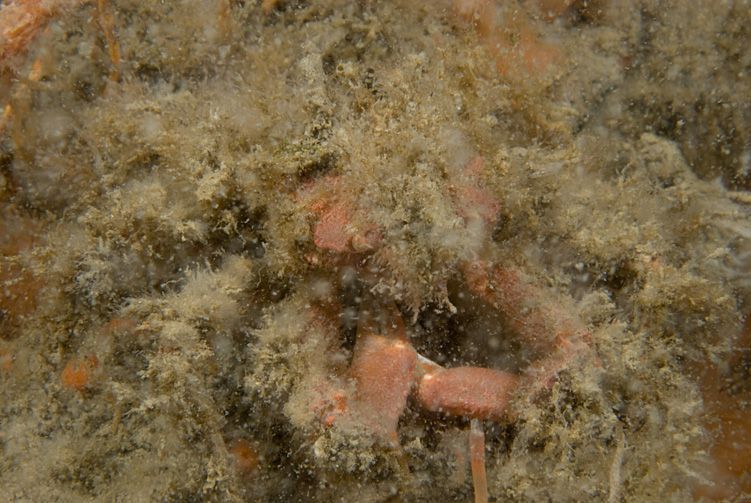 Een goed gecamoufleerde Rode spinkrab in de Oosterschelde, 2010 (foto: Peter H. van Bragt)