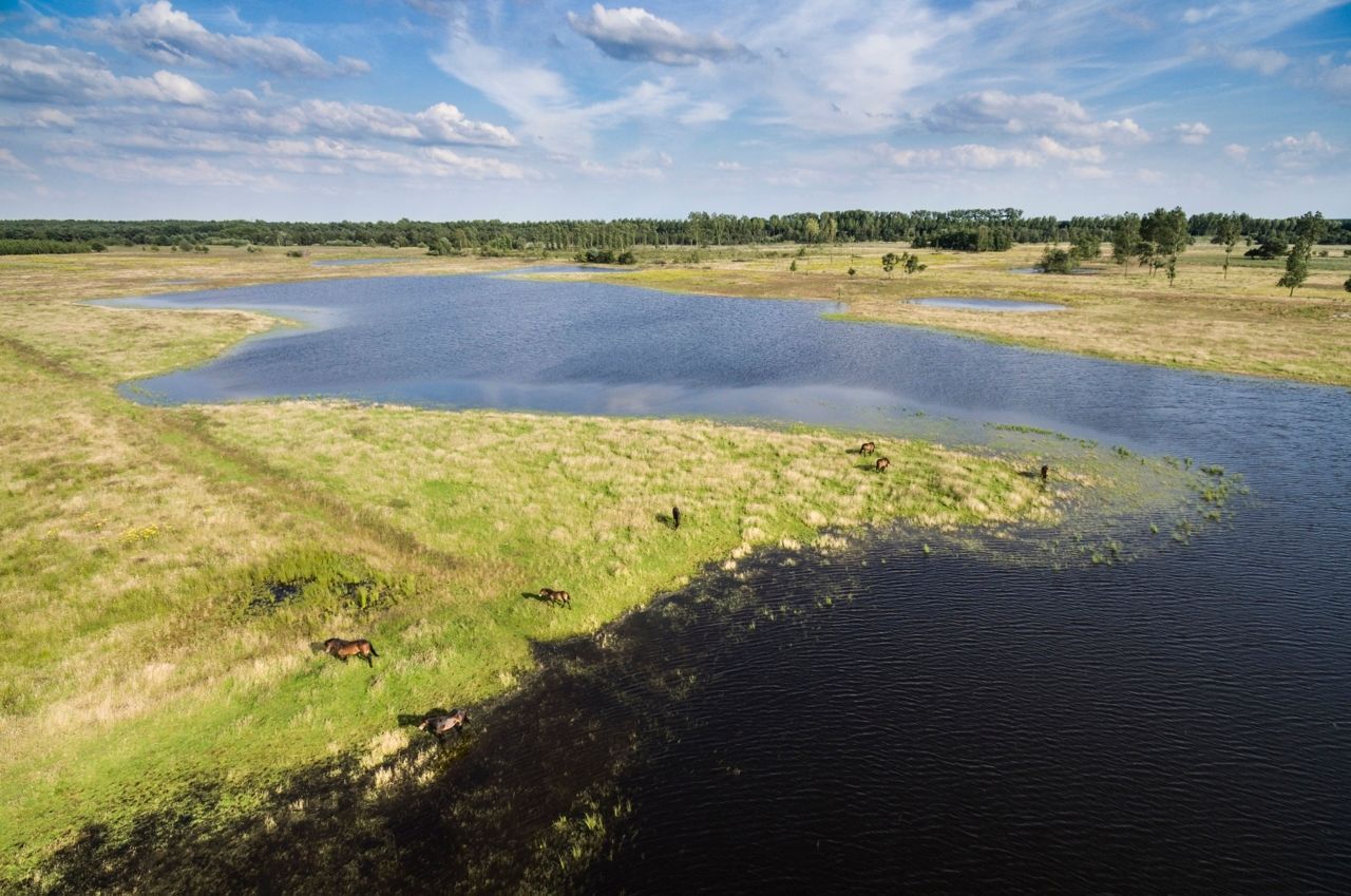 Roeken zijn koloniebroeders die hun nesten graag dicht bij elkaar in hoge bomen maken (Foto: Erik Toorman)