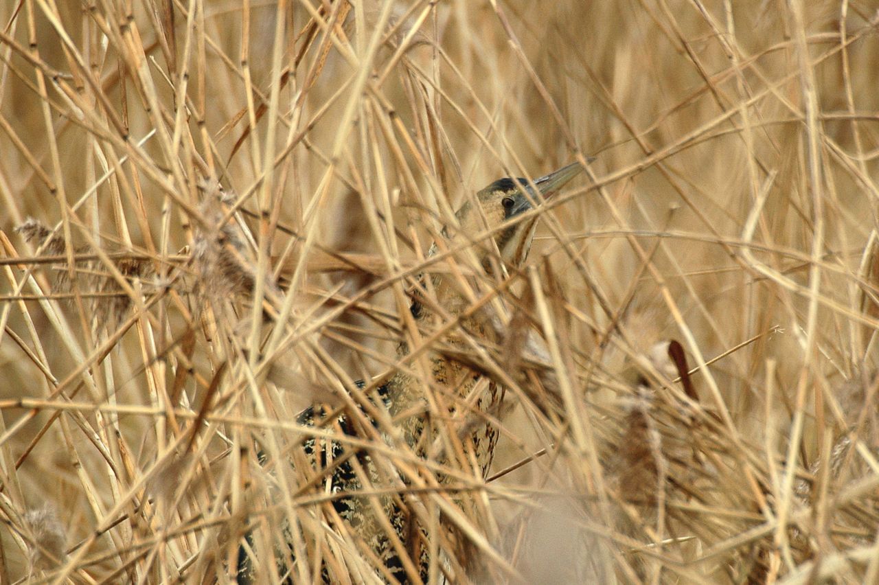 Roerdomp verscholen in het riet (foto: Ruud van Beusekom)