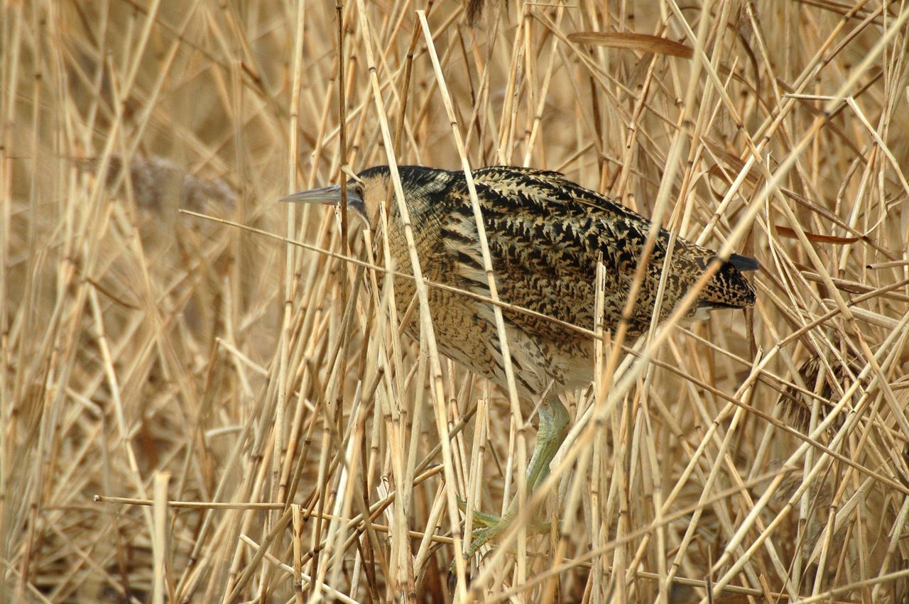 Roerdomp (foto: Ruud van Beusekom)