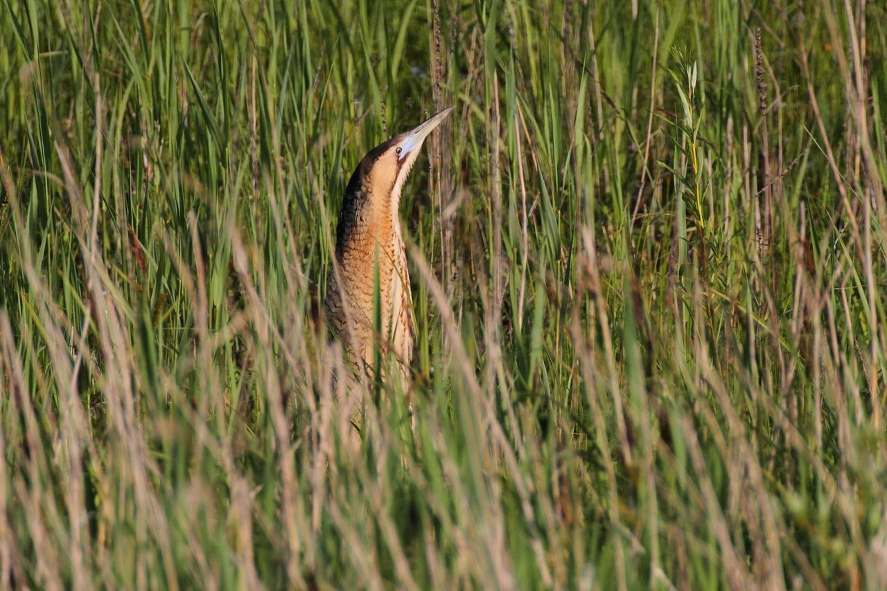 Roerdomp in het riet (foto: Koos Dansen)