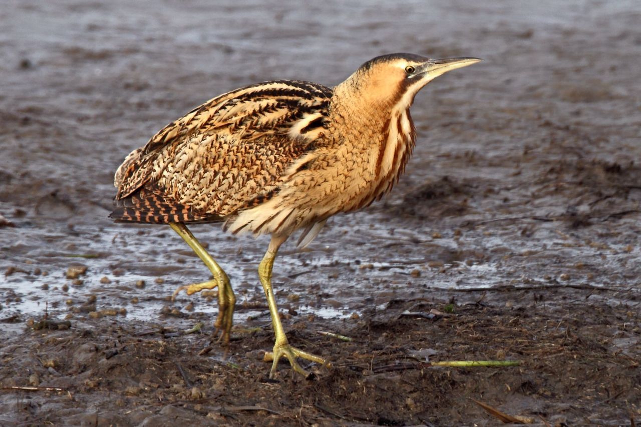 Roerdomp (foto: Koos Dansen) 