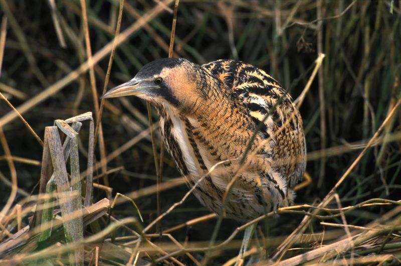 Roerdomp (foto: Arie de Knijff)