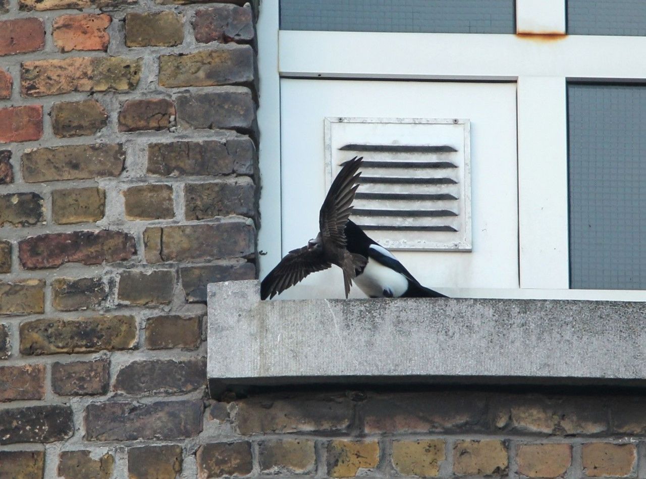 De plaatselijke Ekster zag in de verzwakte Vale gierzwaluw een makkelijke zuiderse hap (foto: Roland François)