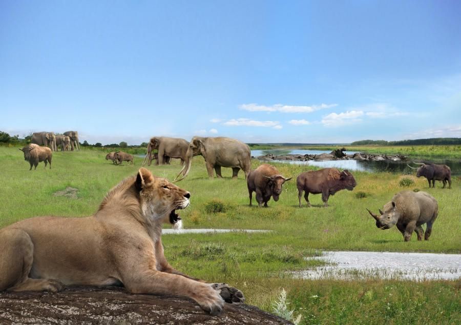 Een (Brits) Pleistoceen landschap tijdens een tussenijstijd loopt vol met holenleeuw (Panthera spelaea), een olifantensoort (Palaeoloxodon antiquus), een neushoorn (Stephanorhinus hemitoechus), steppewisent (Bison priscus), oeros (Bison primigenius) en nijlpaard (Hippopotamus amphibius). Alleen het nijlpaard komt vandaag de dag ook nog voor (illustratie: Roman Uchytel)