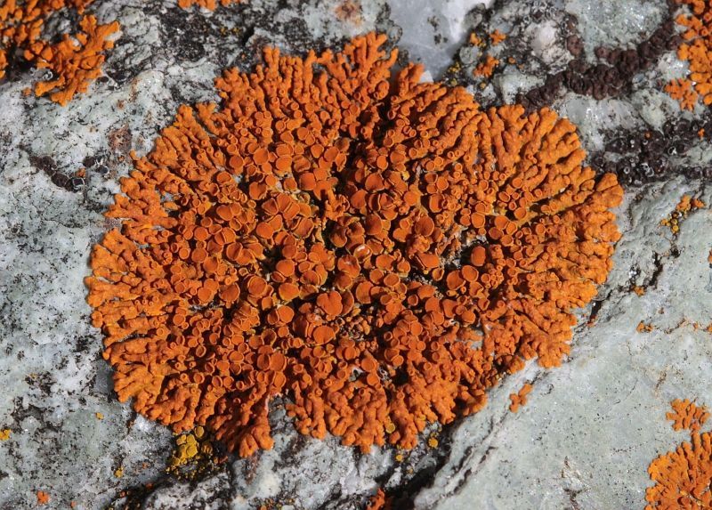 Rood dooiermos blijkt zeer weerbaar te zijn tegen extreem moeilijke ruimtecondities (foto: Jan Willem de Jong (observado.org)