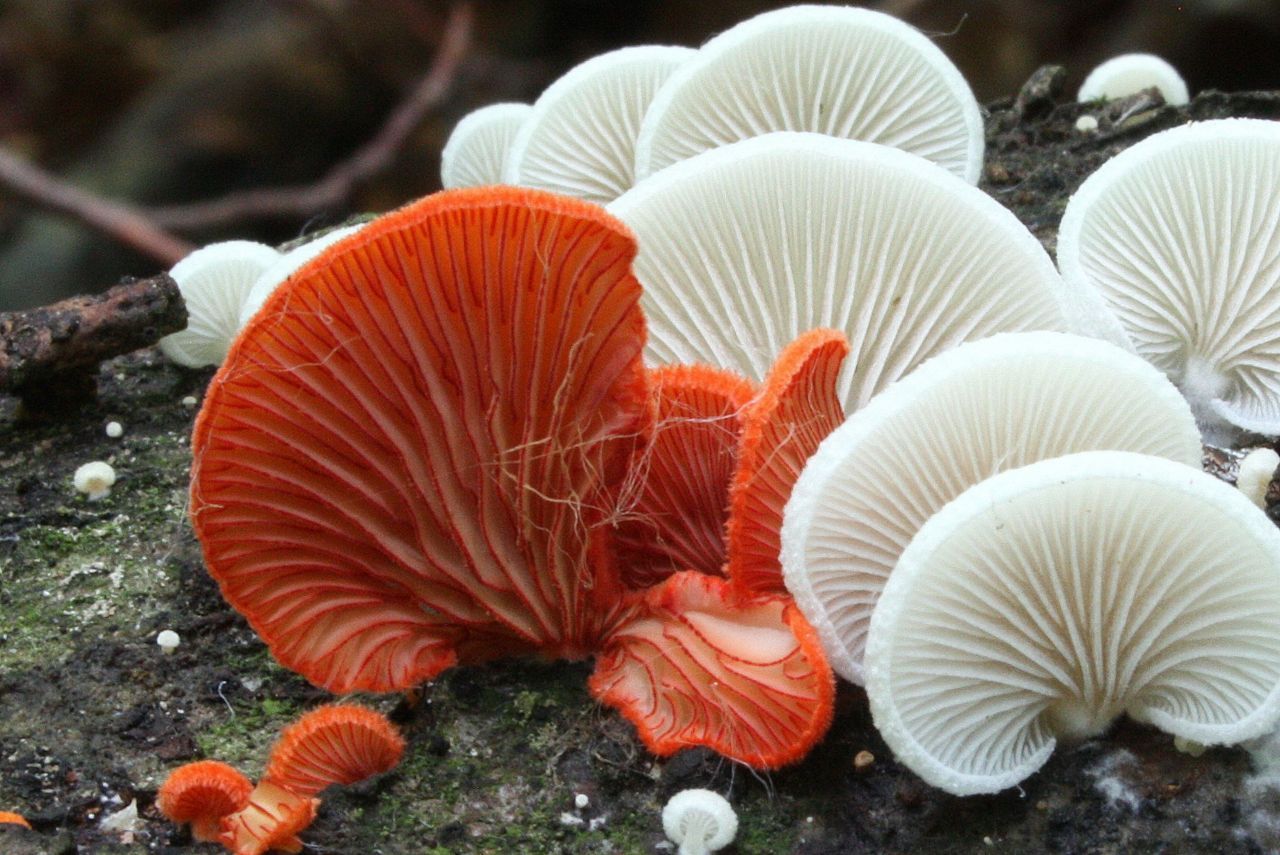 Rood oorzwammetje tussen Week oorzwammetjes (foto: Ieko Staal)