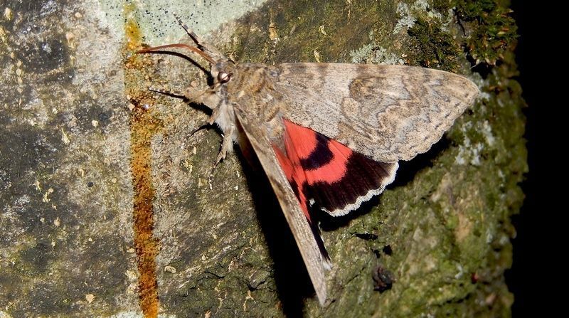 Rood weeskind is gek op zoetigheid (foto: Kars Veling)