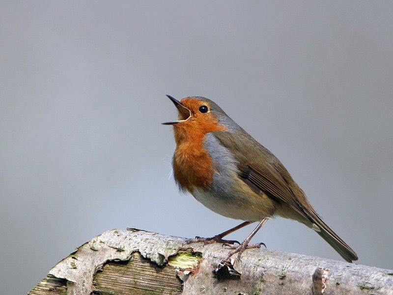 Zingende roodborst (foto: Jan-Kees Schwiebbe)