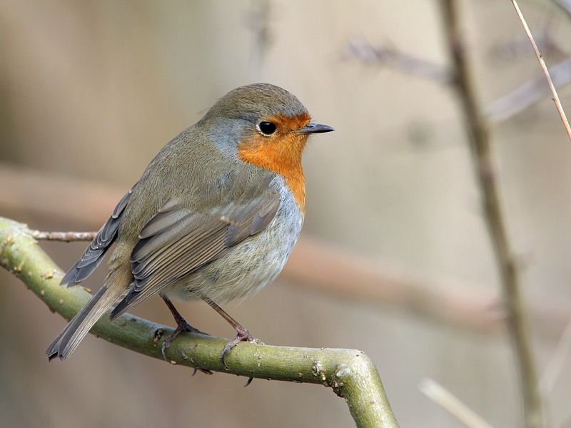 Roodborst (foto: Jan-Kees Schwiebbe)