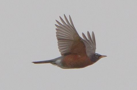 Roodborstlijster in vlucht (foto: Hans Brinks)