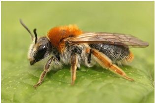 Het Roodgatje komt quasi in elke tuin voor. (Foto: Henk Wallays)