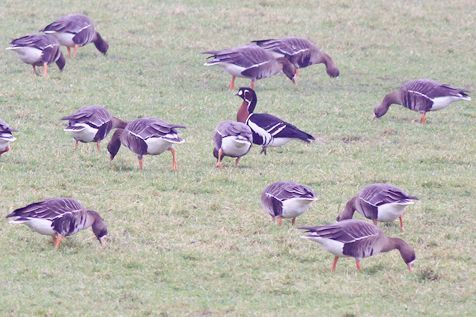 Tijdens de Midwintertelling kun je het geluk hebben een Roodhalsgans tegen te komen (foto: Menno Hornman)